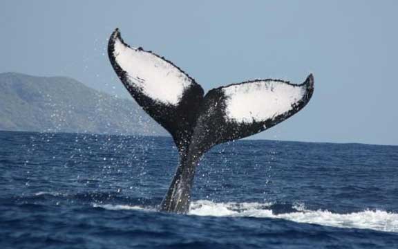 Croisière aux baleines